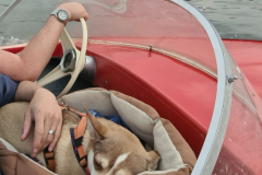 Maus-gemutlich-im-Boot